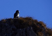58 Sullo Zuc di Pralongone (1503 m) un grosso uccello osserva,,,